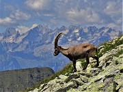 06 Bell'esemplare di stambecco maschio adulto sullo sfondo delle Alpi Retiche